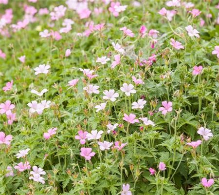 Geranium sanguineum 'Pink Pouffe'
