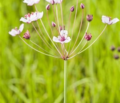 Butomus umbellatus
