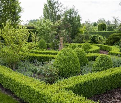 Buxus sempervirens Buxus sempervirens