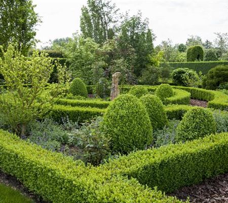 Buxus sempervirens Buxus sempervirens