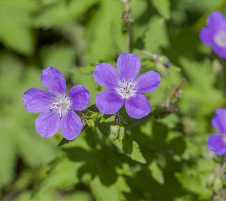 Geranium sylvaticum 'Mayflower'