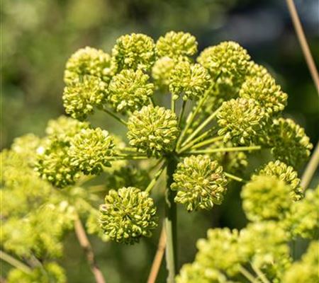 Angelica archangelica