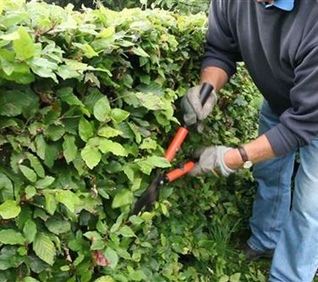 Zurückschneiden verjüngt Sträucher und Bäume Zurückschneiden verjüngt Sträucher und Bäume