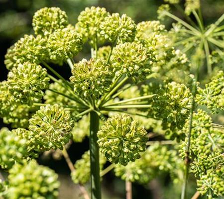 Angelica archangelica