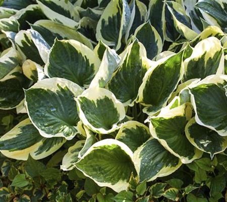 Hosta x fortunei 'Aureomarginata'