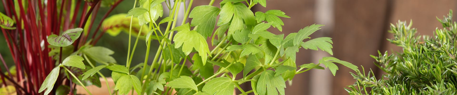 GS613918.jpg GS613918.jpg