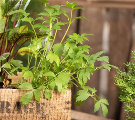 Kräuter auf dem Balkon – Würziges auf kleinstem Raum Kräuter auf dem Balkon – Würziges auf kleinstem Raum