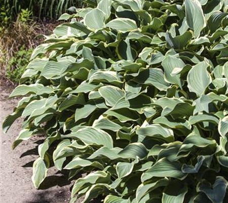 Hosta x fortunei 'Francee'