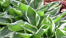 Hosta, Funkie