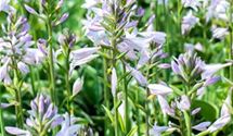Hosta, Funkie