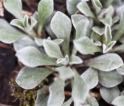 Antennaria dioica var. borealis