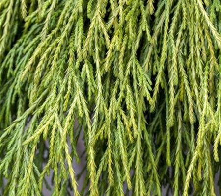 Chamaecyparis pisifera 'Sungold' Chamaecyparis pisifera 'Sungold'