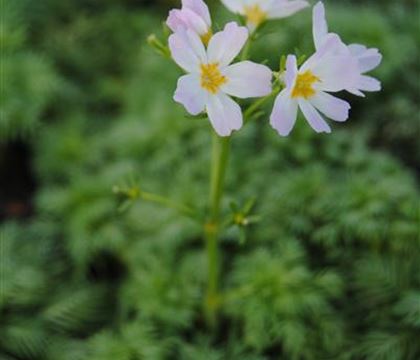 Hottonia palustris