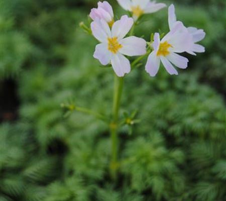 Hottonia palustris