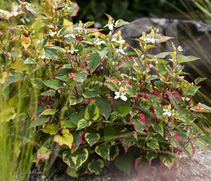 Houttuynia cordata Houttuynia cordata