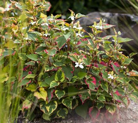 Houttuynia cordata Houttuynia cordata