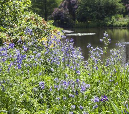 Polemonium caeruleum