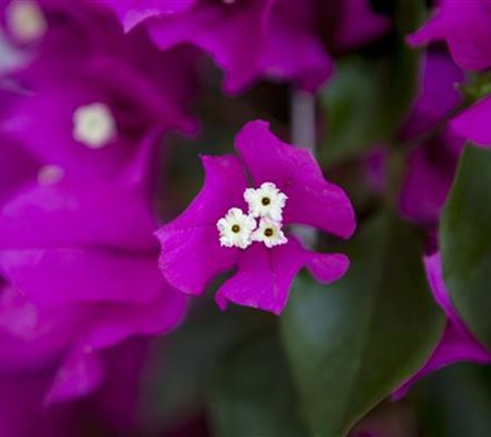 Bougainvillea – Die Wunderblume richtig pflegen