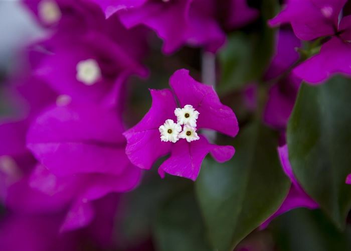 Bougainvillea – Die Wunderblume richtig pflegen