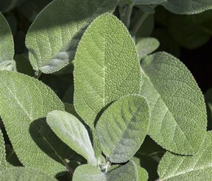 Salvia officinalis