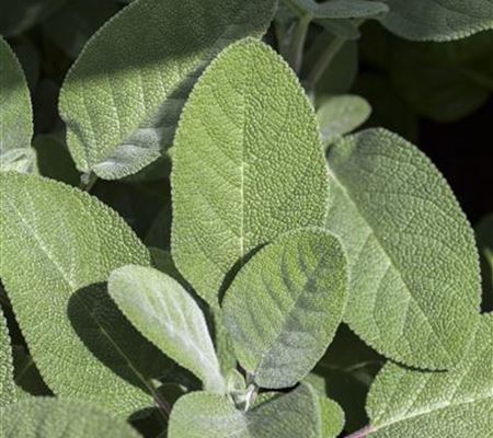 Salvia officinalis 'Berggarten' Salvia officinalis 'Berggarten'