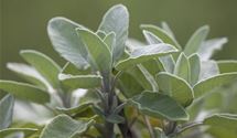 Garten-Salbei