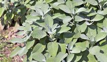 Garten-Salbei