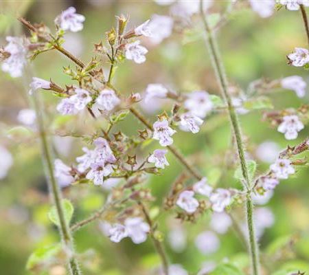 Calamintha nepeta 'Blue Cloud'