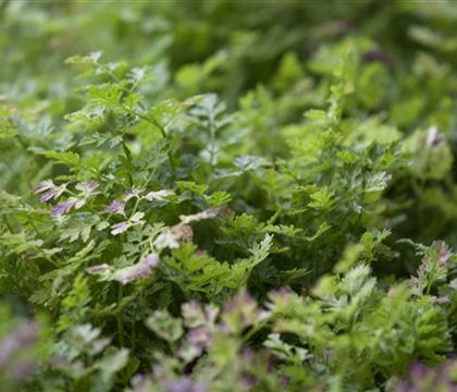 Anthriscus cerefolium