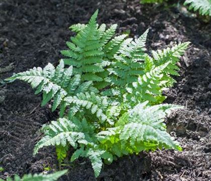 Polypodium vulgare Polypodium vulgare