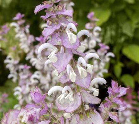 Salvia sclarea