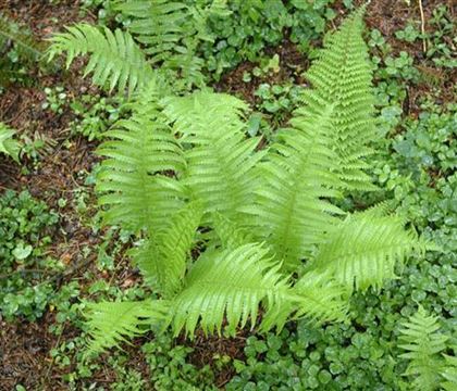 Polystichum setiferum 'Proliferum' Polystichum setiferum 'Proliferum'