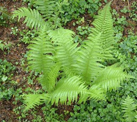 Polystichum setiferum 'Proliferum' Polystichum setiferum 'Proliferum'