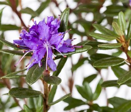 Rhododendron 'Azurika' Rhododendron 'Azurika'