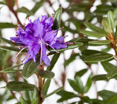 Rhododendron 'Azurika'