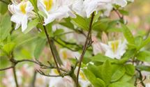 Rhododendron