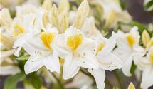 Rhododendron