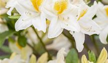 Rhododendron