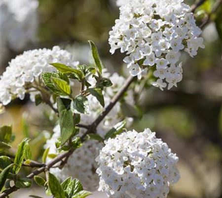 Viburnum burkwoodii (x) Viburnum burkwoodii (x)