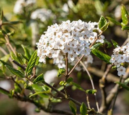 Viburnum burkwoodii (x)