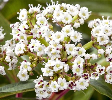 Viburnum davidii Viburnum davidii