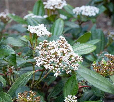 Viburnum davidii