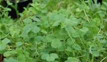 Kleiner Wiesenknopf