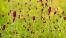 Wiesenknopf, Pimpernell