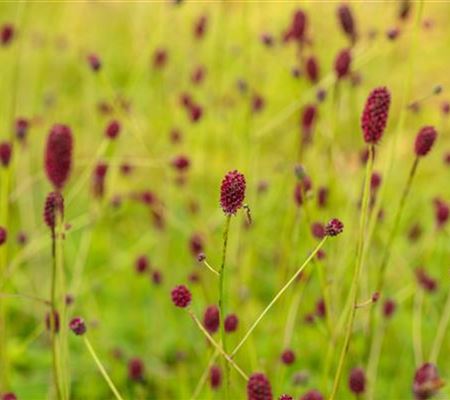 Sanguisorba officinalis 'Tanna'
