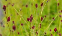 Wiesenknopf, Pimpernell