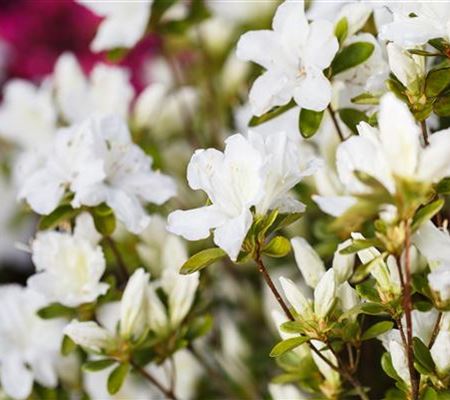 Rhododendron obtusum 'Feenkissen' Rhododendron obtusum 'Feenkissen'