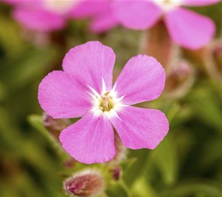 Saponaria ocymoides