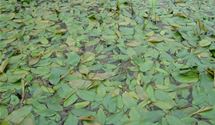 Schwimmendes Laichkraut