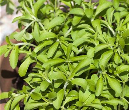 Stevia rebaudiana
